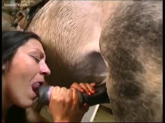 Meat from horses for dessert